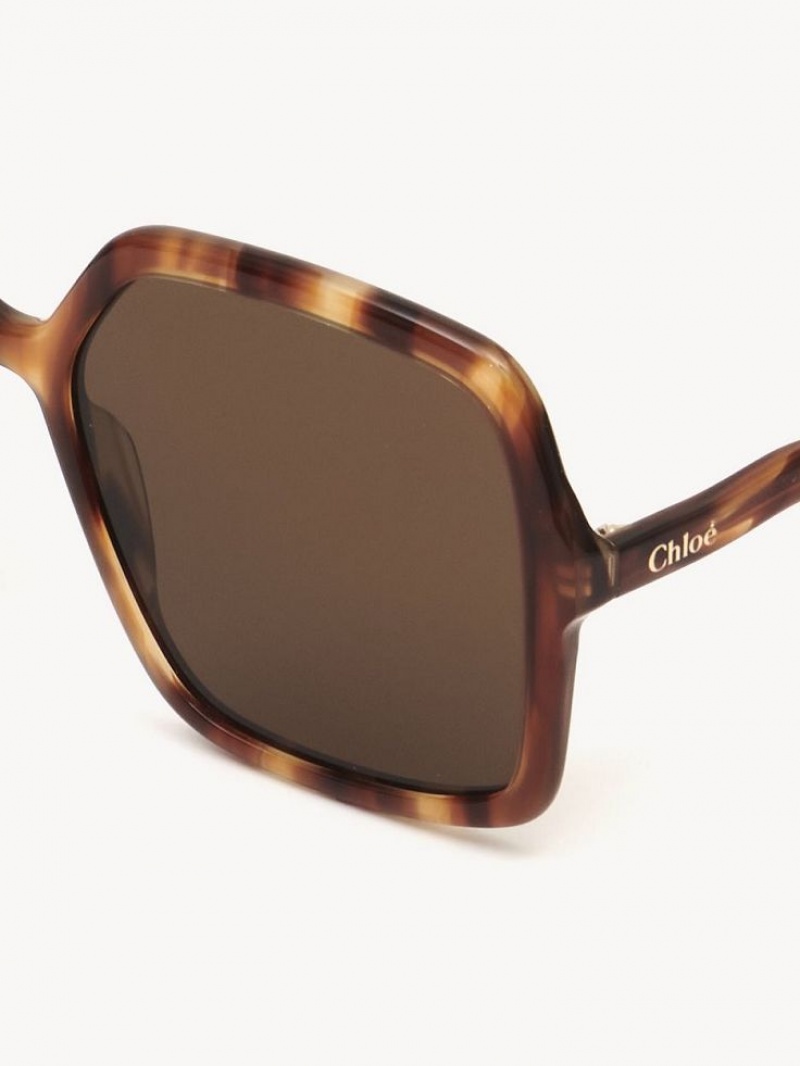 HAVANA / BROWN Chloe Zelie Sunglasses | CHE-SR14515